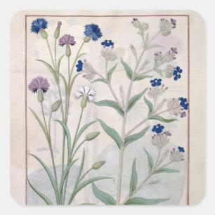 Pegatina Cuadrada Ilustracion del "libro de las medicinas simples" 3