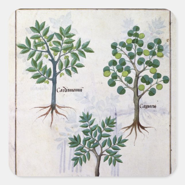 Pegatina Cuadrada Ilustracion del "Libro de Medicinas Simples" (Anverso)