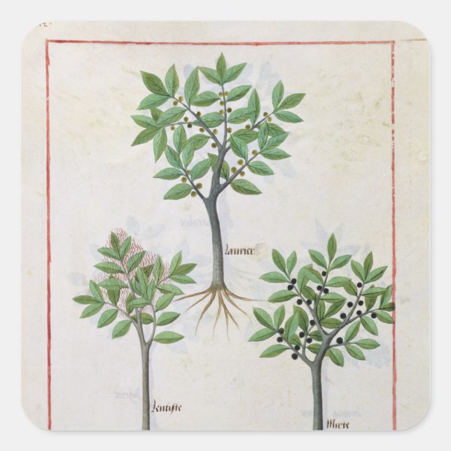 Pegatina Cuadrada Ilustracion del "Libro de Medicinas Simples" (Anverso)