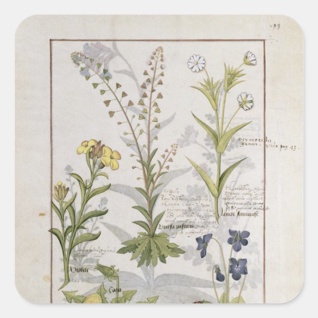 Pegatina Cuadrada Ilustracion del "Libro de Medicinas Simples" 2 (Anverso)