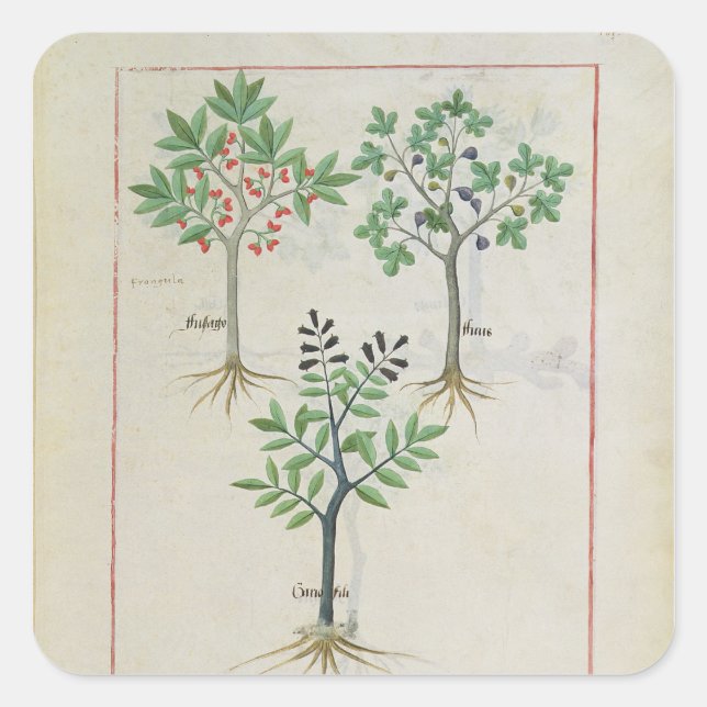 Pegatina Cuadrada Ilustracion del "Libro de Medicinas Simples" 2 (Anverso)