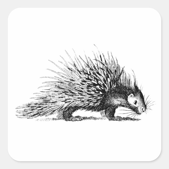 Pegatina Cuadrada Ilustracion del puerco espín del vintage - puercos (Anverso)