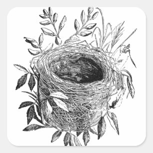 Pegatina Cuadrada ilustracion del vintage de la jerarquía del pájaro