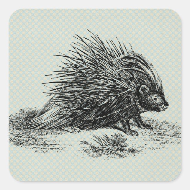 Pegatina Cuadrada Ilustracion Porcupine Vintage (Anverso)
