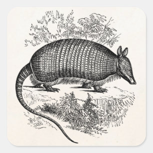 Pegatina Cuadrada Ilustracion retro de los armadillos del armadillo