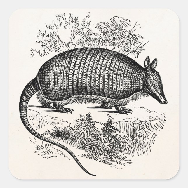 Pegatina Cuadrada Ilustracion retro de los armadillos del armadillo (Anverso)