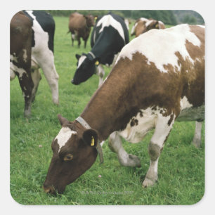 Pegatina Cuadrada ima28991