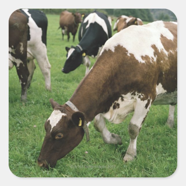 Pegatina Cuadrada ima28991 (Anverso)