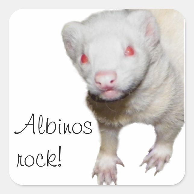 Pegatina Cuadrada Imagen de Albino Ferret (Anverso)