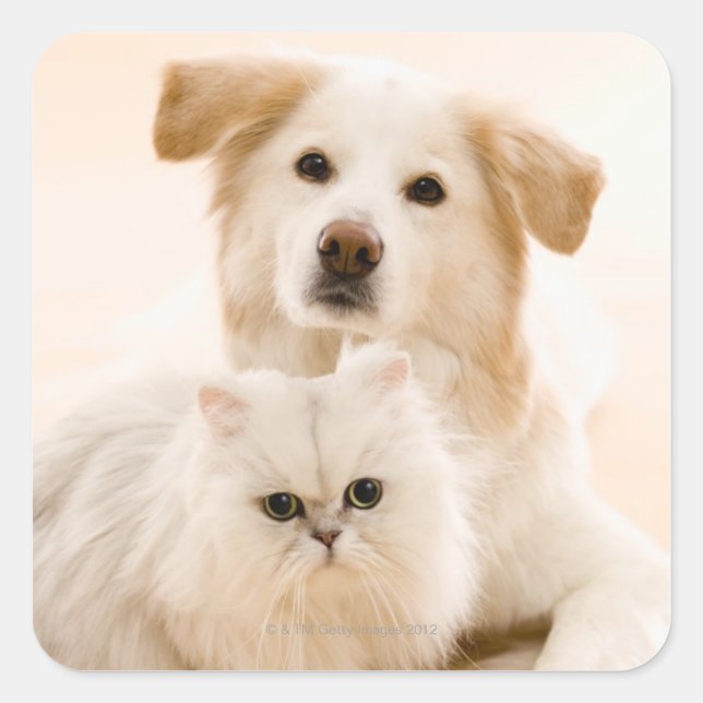 Pegatina Cuadrada Imagen de estudio de gato y perro (Anverso)