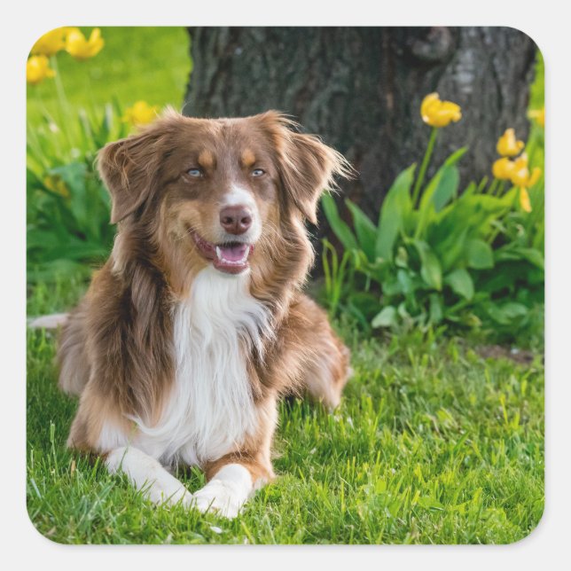 Pegatina Cuadrada Imagen de Mascota personalizado (Anverso)