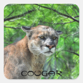 Pegatina Cuadrada Imagen de vida silvestre de Cougar Mountain Lion &