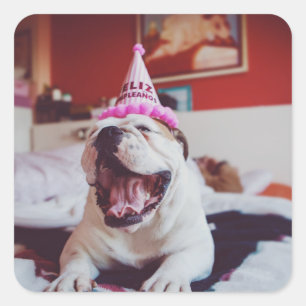 Pegatina Cuadrada Imágenes de Getty   Bulldog británico