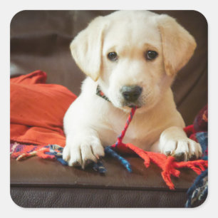 Pegatina Cuadrada Imágenes de Getty   Cachorro En Un Sofá