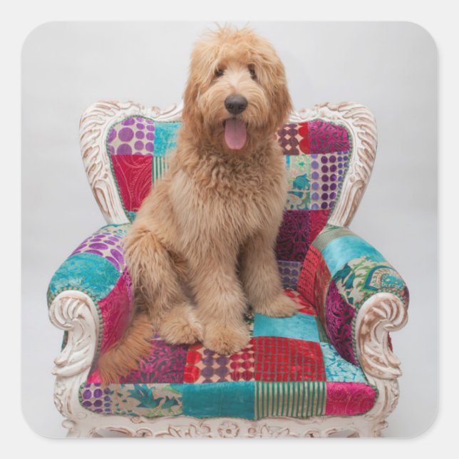 Pegatina Cuadrada Imágenes de Getty | Cute Goldendoodle (Anverso)