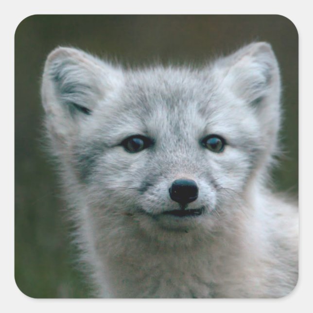 Pegatina Cuadrada Imágenes de Getty | Kit de Fox Ártico (Anverso)