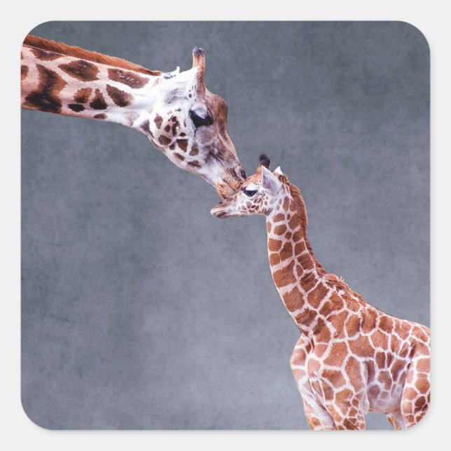 Pegatina Cuadrada Imágenes de Getty | Madre y bebé Giraffe (Anverso)