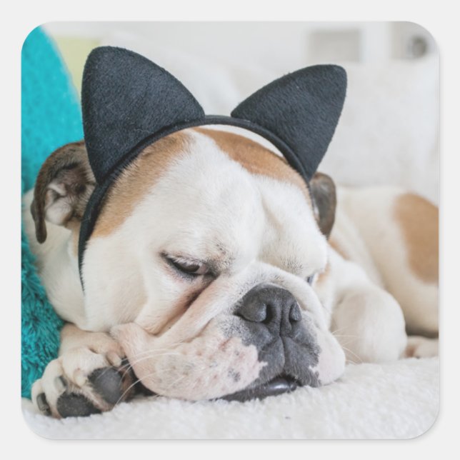 Pegatina Cuadrada Imágenes de Getty | Perro somnoliento con banda de (Anverso)