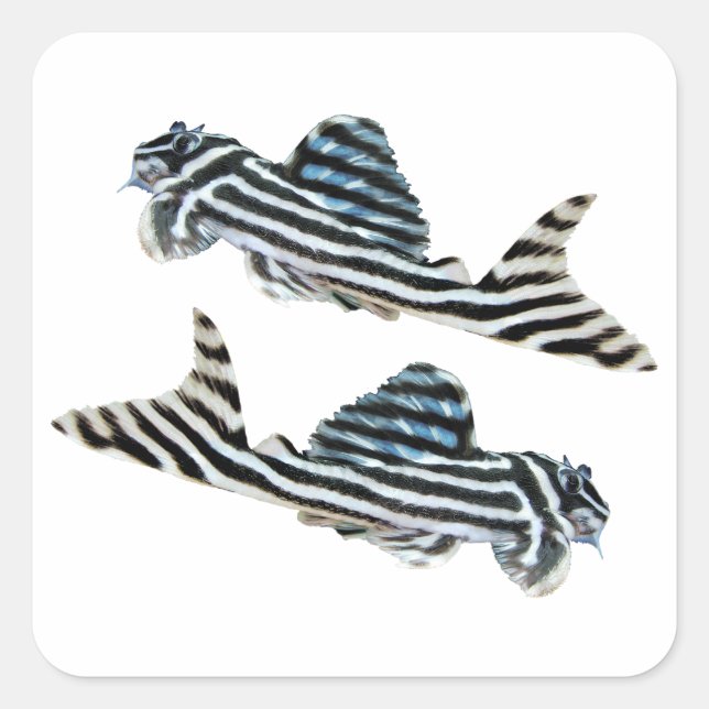Pegatina Cuadrada “Imperial Zebra Pleco”の優良製品 (Anverso)