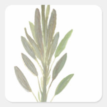 Impresión de arte botánico de hierba de salvia