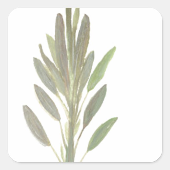 Pegatina Cuadrada Impresión de arte botánico de hierba de salvia (Anverso)