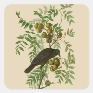 Pegatina Cuadrada Impresión de pájaro Grackle púrpura de Audubon Vin