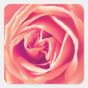 Pegatina Cuadrada Impresión rosa rosada de coral