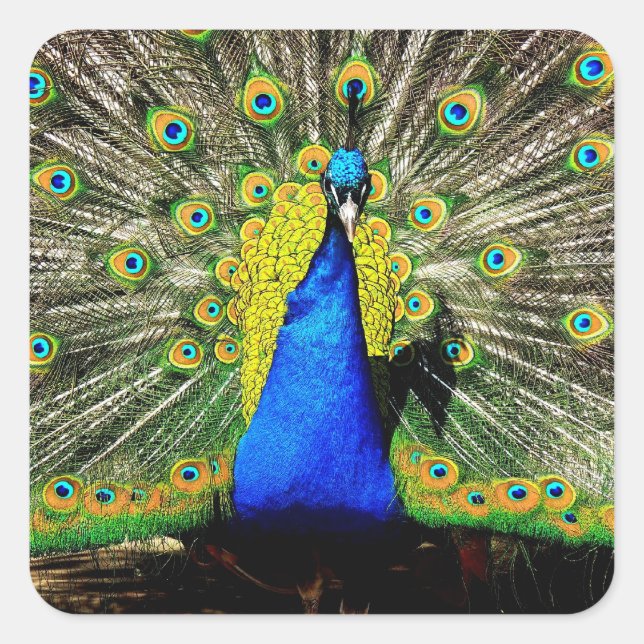 Pegatina Cuadrada Impresionantes Pegatinas de Peacock (Anverso)