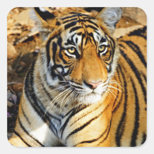 Pegatina Cuadrada India, Sawai Madhopur, Parque Nacional de Ranthamb