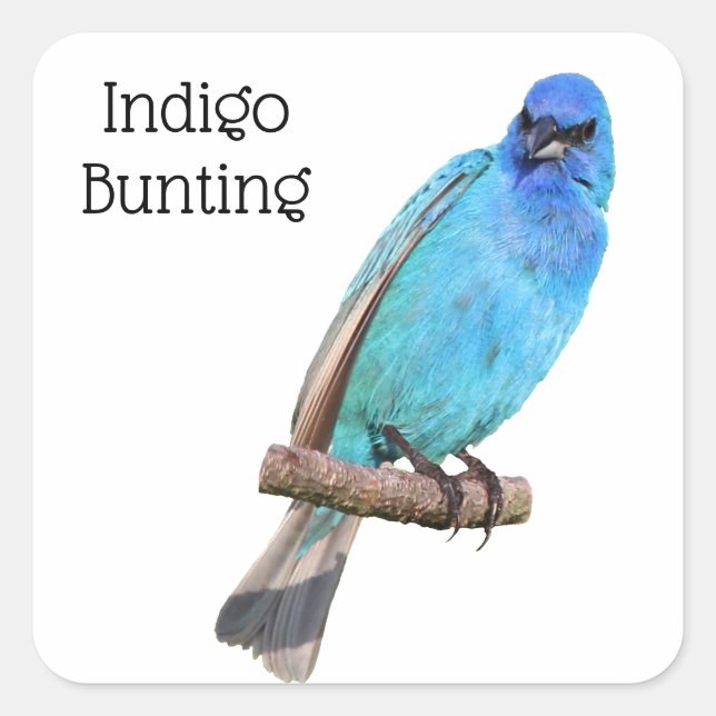 Pegatina Cuadrada Indigo Bunting (Anverso)