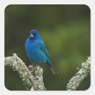 Pegatina Cuadrada Indigo Bunting, Passerina cyanea, Costa