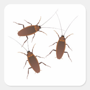 Pegatina Cuadrada Insectos de cucaracha