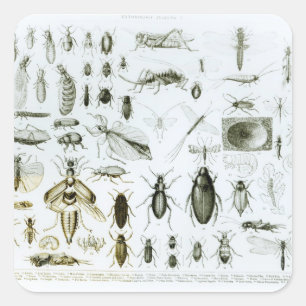 Pegatina Cuadrada Insectos de entomología