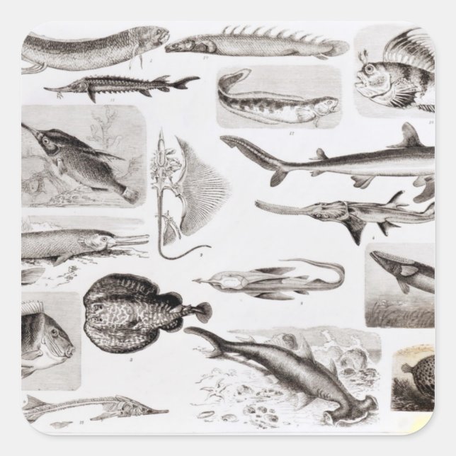Pegatina Cuadrada Iquitiología- Elasmobranch, ganoide (Anverso)