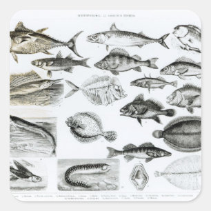 Pegatina Cuadrada Iquitiología Peces osetios