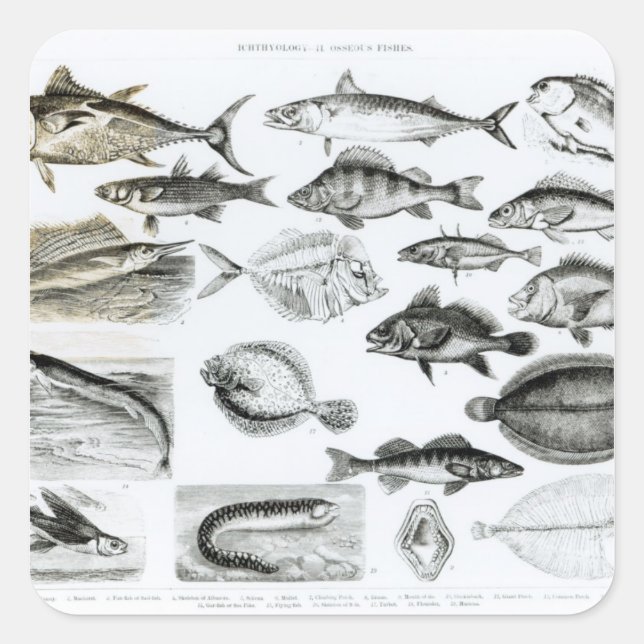 Pegatina Cuadrada Iquitiología Peces osetios (Anverso)