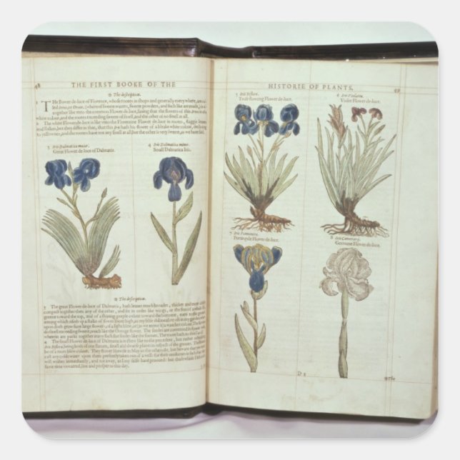 Pegatina Cuadrada Iris (Anverso)
