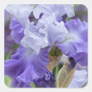 Pegatina Cuadrada Iris con barba Regal - Púrpura y blanco