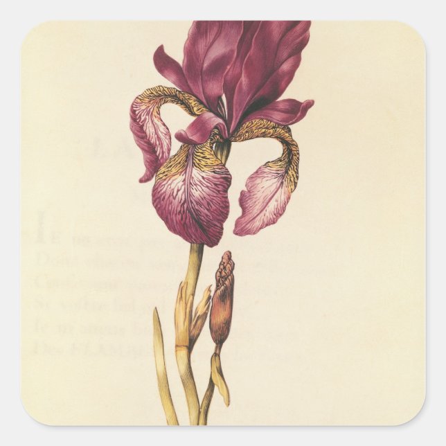 Pegatina Cuadrada Iris, de 'La Guirlande de Julie', c.1642 (Anverso)