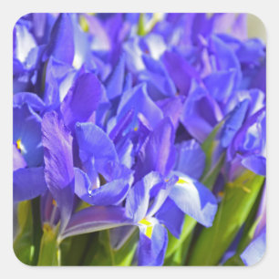 Pegatina Cuadrada Iris de primavera