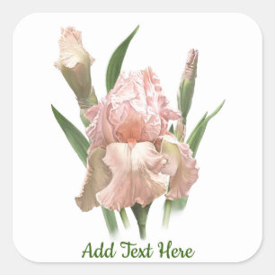 Pegatina Cuadrada Iris rosa Rubor