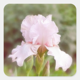 Pegatina Cuadrada Iris rosa - Vanidad