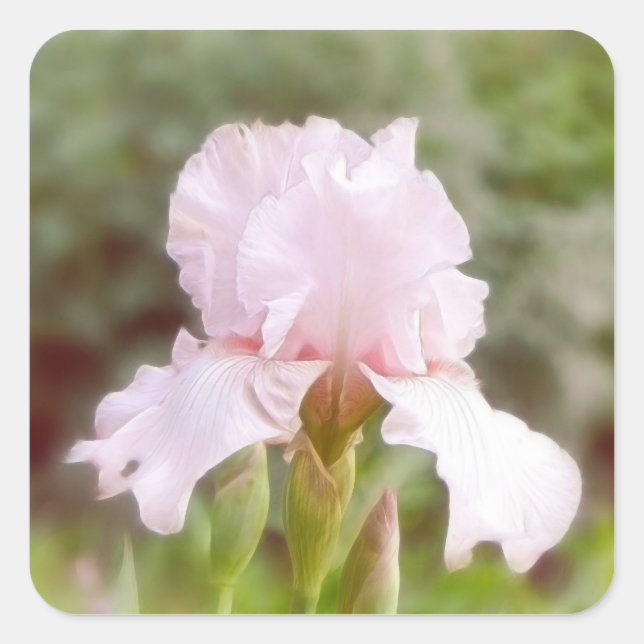 Pegatina Cuadrada Iris rosa - Vanidad (Anverso)