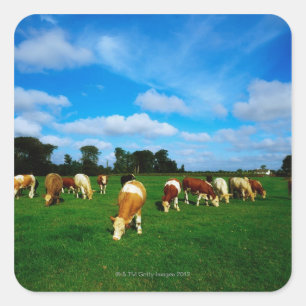 Pegatina Cuadrada Irlanda, Pastor De Ganado