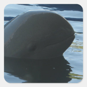 Pegatina Cuadrada Irrawaddy Dolphin Peek-A-Boo