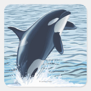 Pegatina Cuadrada Isla de Whidbey, salto de WashingtonOrca