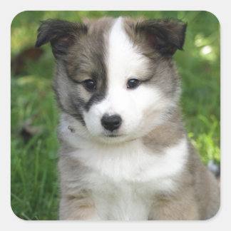 Pegatina Cuadrada Islandhundwelpe Splitface