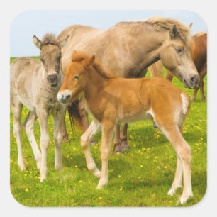 Pegatina Cuadrada Islandia. Dyrholaey. Potros de caballo islandés