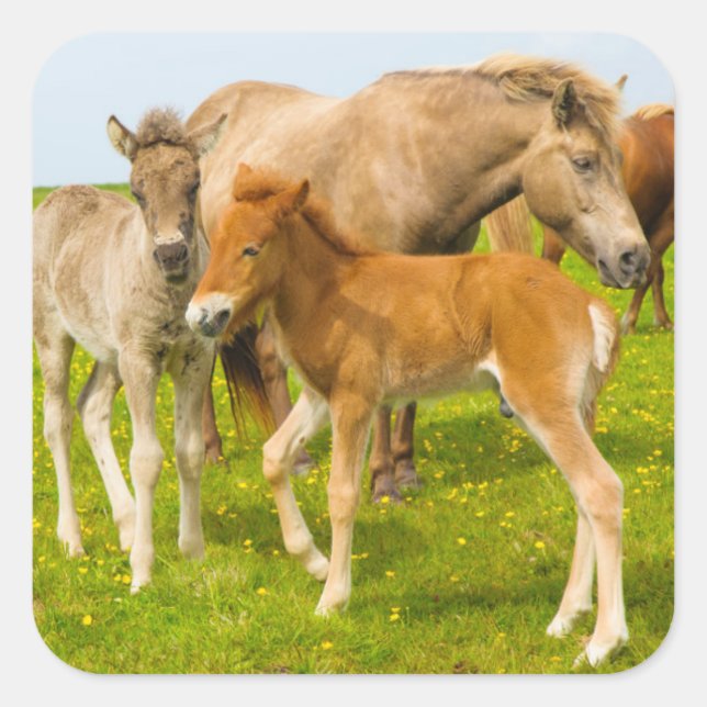 Pegatina Cuadrada Islandia. Dyrholaey. Potros de caballo islandés (Anverso)