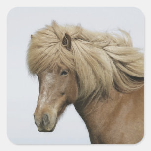 Pegatina Cuadrada Islandia. Retrato de un caballo islandés.
